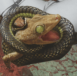 Review: FACET — JUNE LAM stages a cut of his life through his poetic lens
